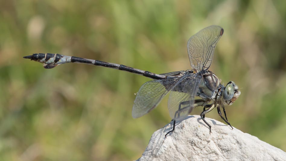 Lindenia tetraphylla (Bladetail) male 2.jpg